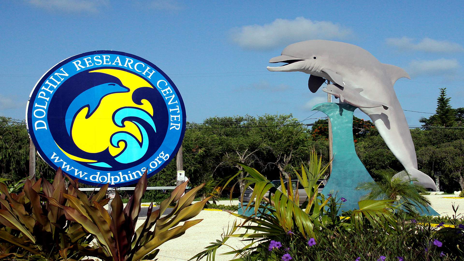 Delfine In Florida - Dolphin Research Center | Traum Urlaub Florida