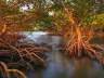 Everglades National Park * Everglades City - Traum Urlaub Florida