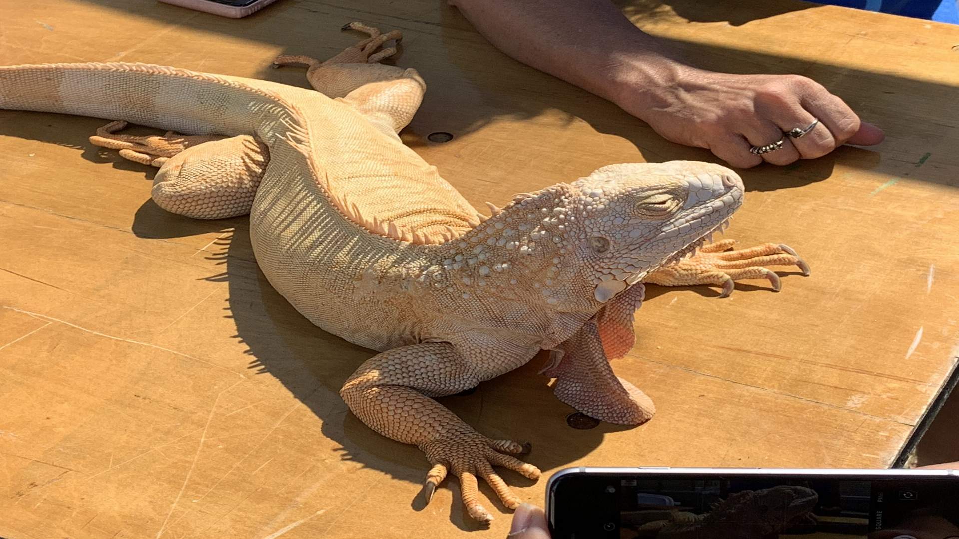 Veranstaltungen in Florida Iguana Fest Traum Urlaub Florida