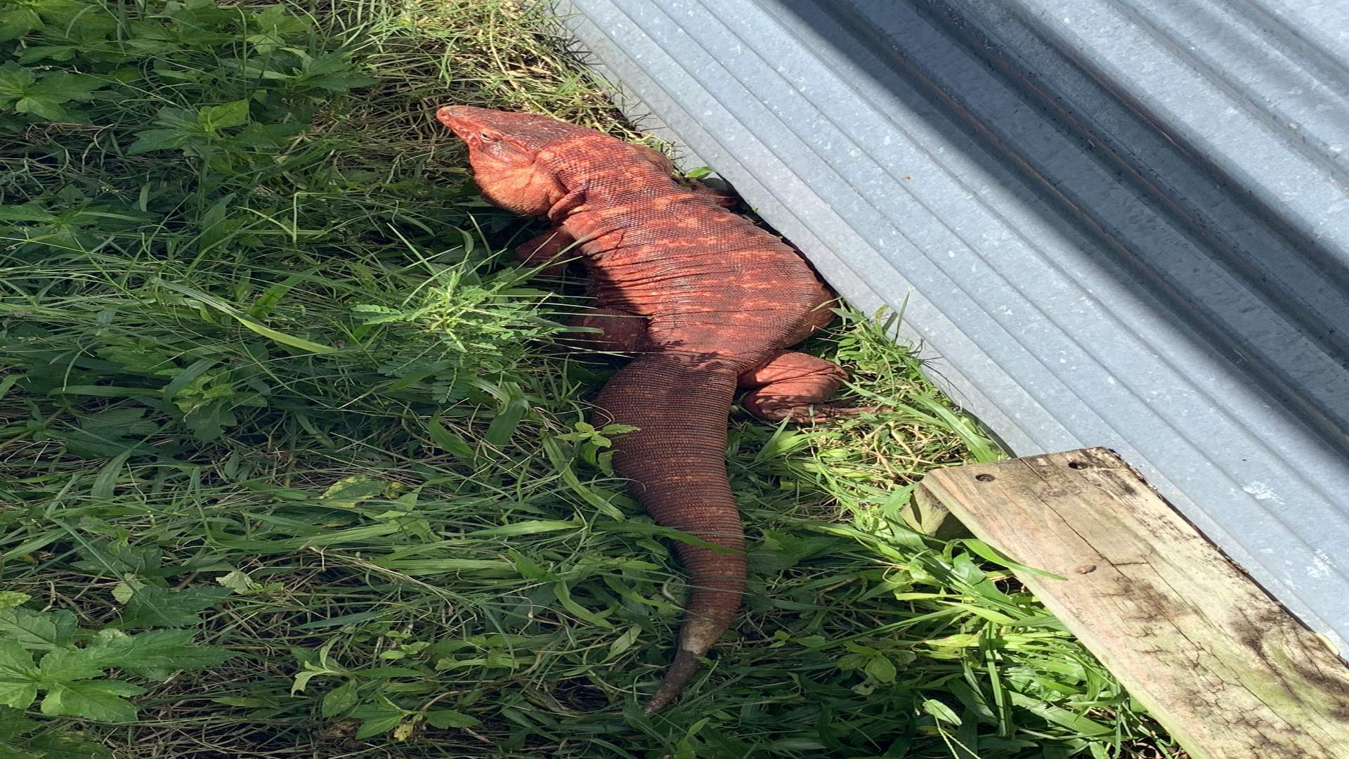 Veranstaltungen in Florida Iguana Fest Traum Urlaub Florida