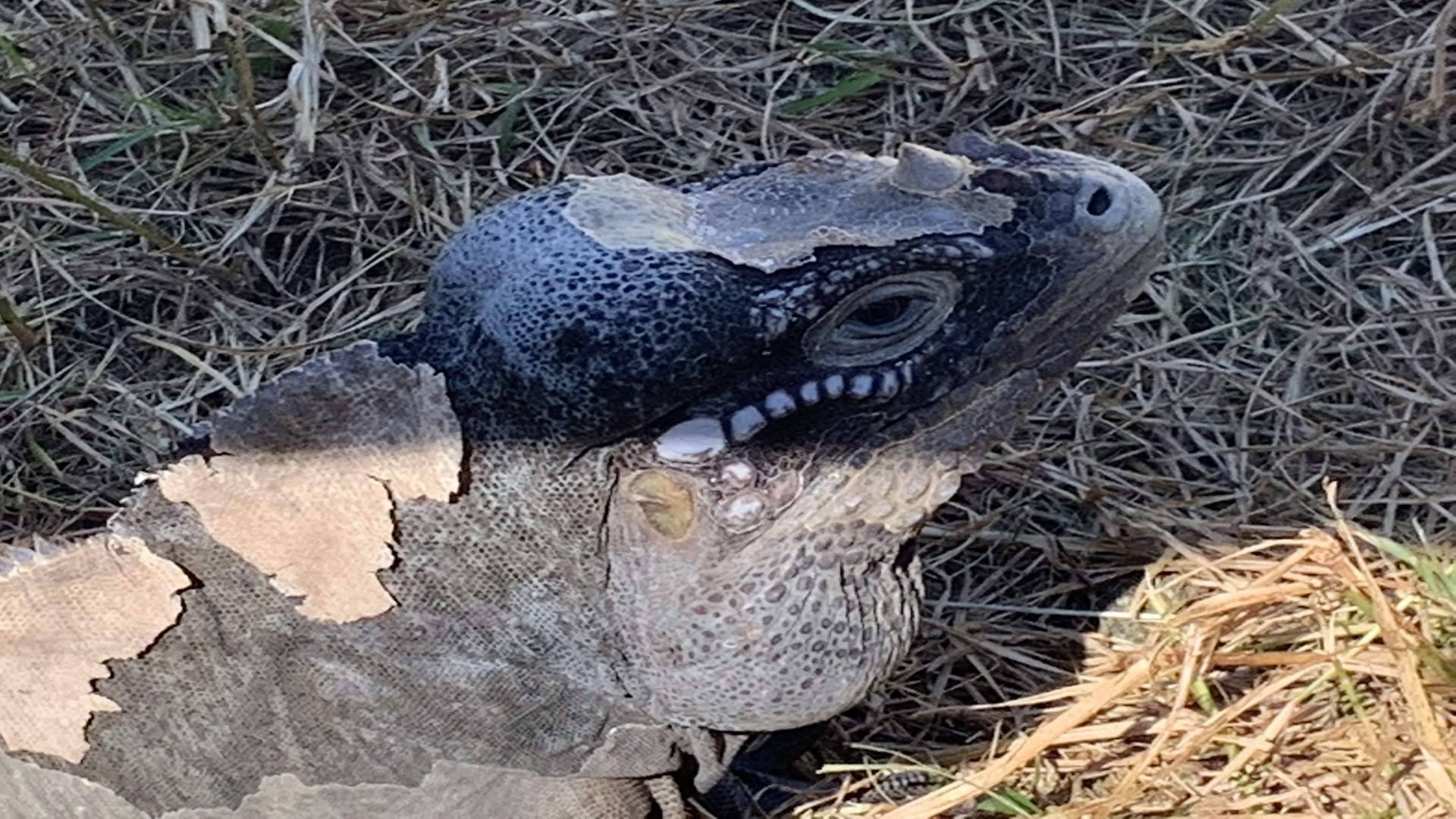 Veranstaltungen in Florida Iguana Fest Traum Urlaub Florida