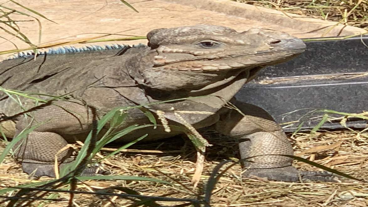 Veranstaltungen in Florida Iguana Fest Traum Urlaub Florida