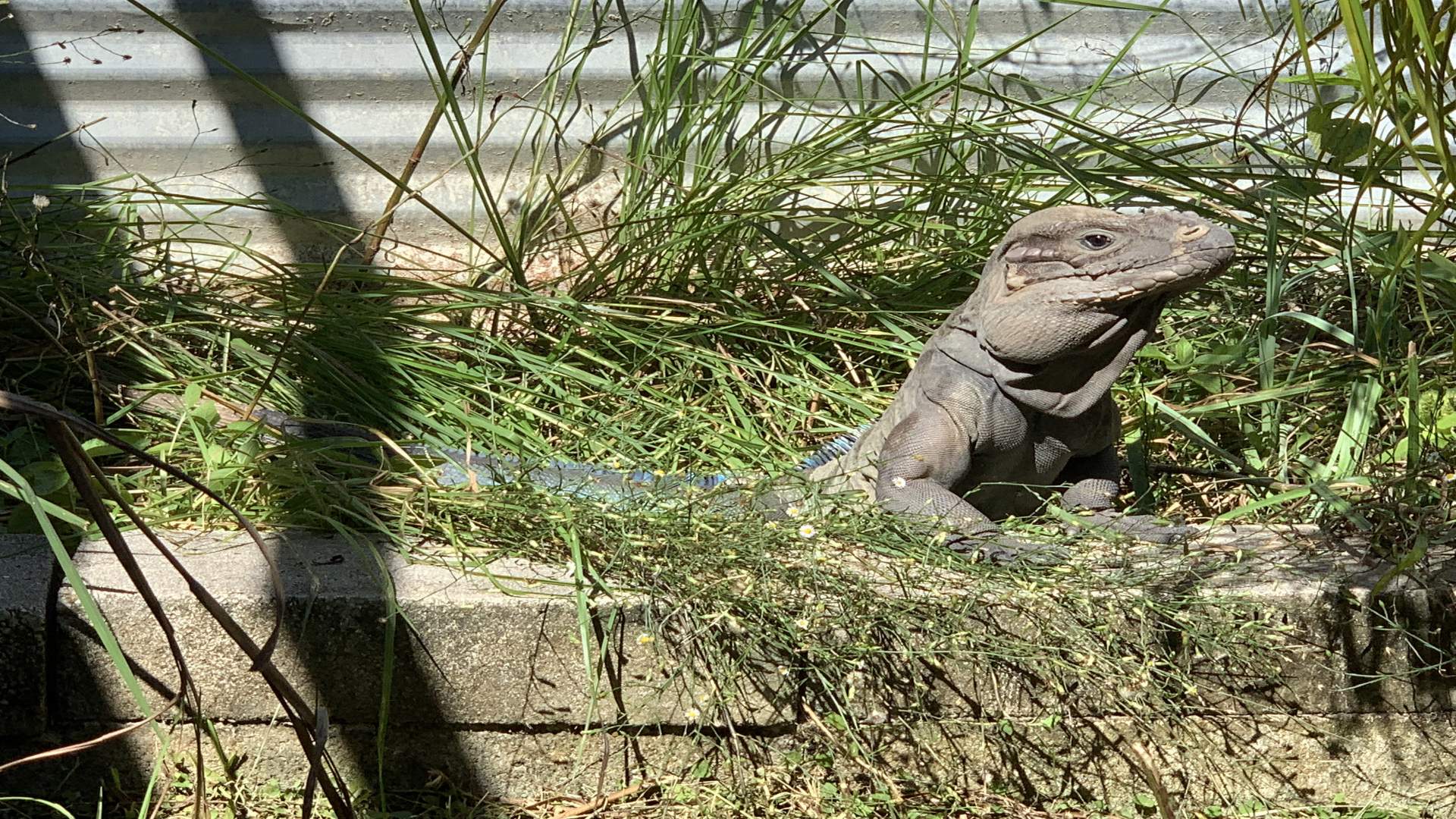 Veranstaltungen in Florida Iguana Fest Traum Urlaub Florida