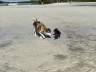 Bonita Beach Dog Park * Bonita Springs  - Traum Urlaub Florida