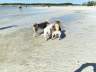 Bonita Beach Dog Park * Bonita Springs  - Traum Urlaub Florida