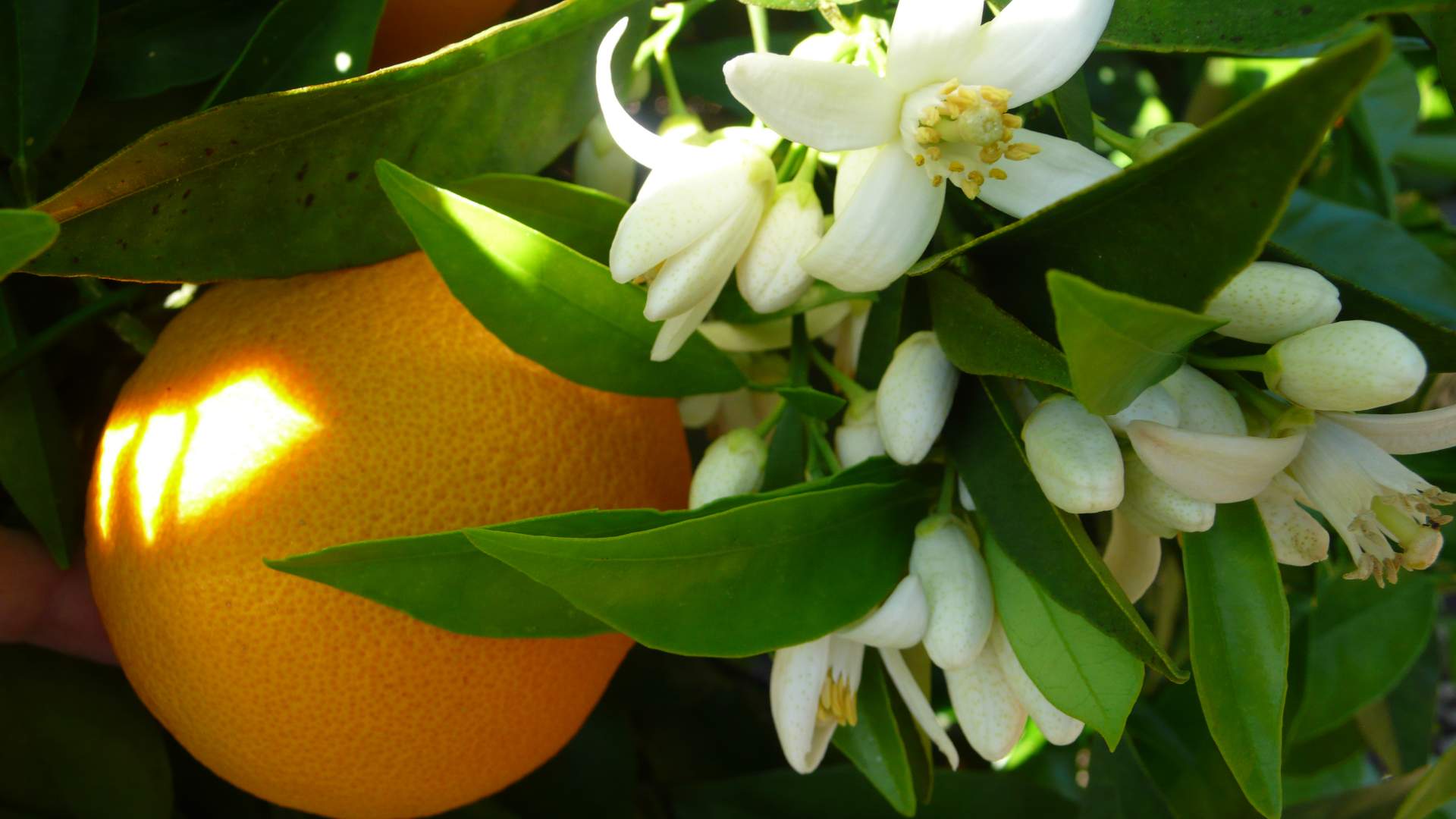 Was Ist Eine Orange Blossom Orangenblüte Traum Urlaub Florida