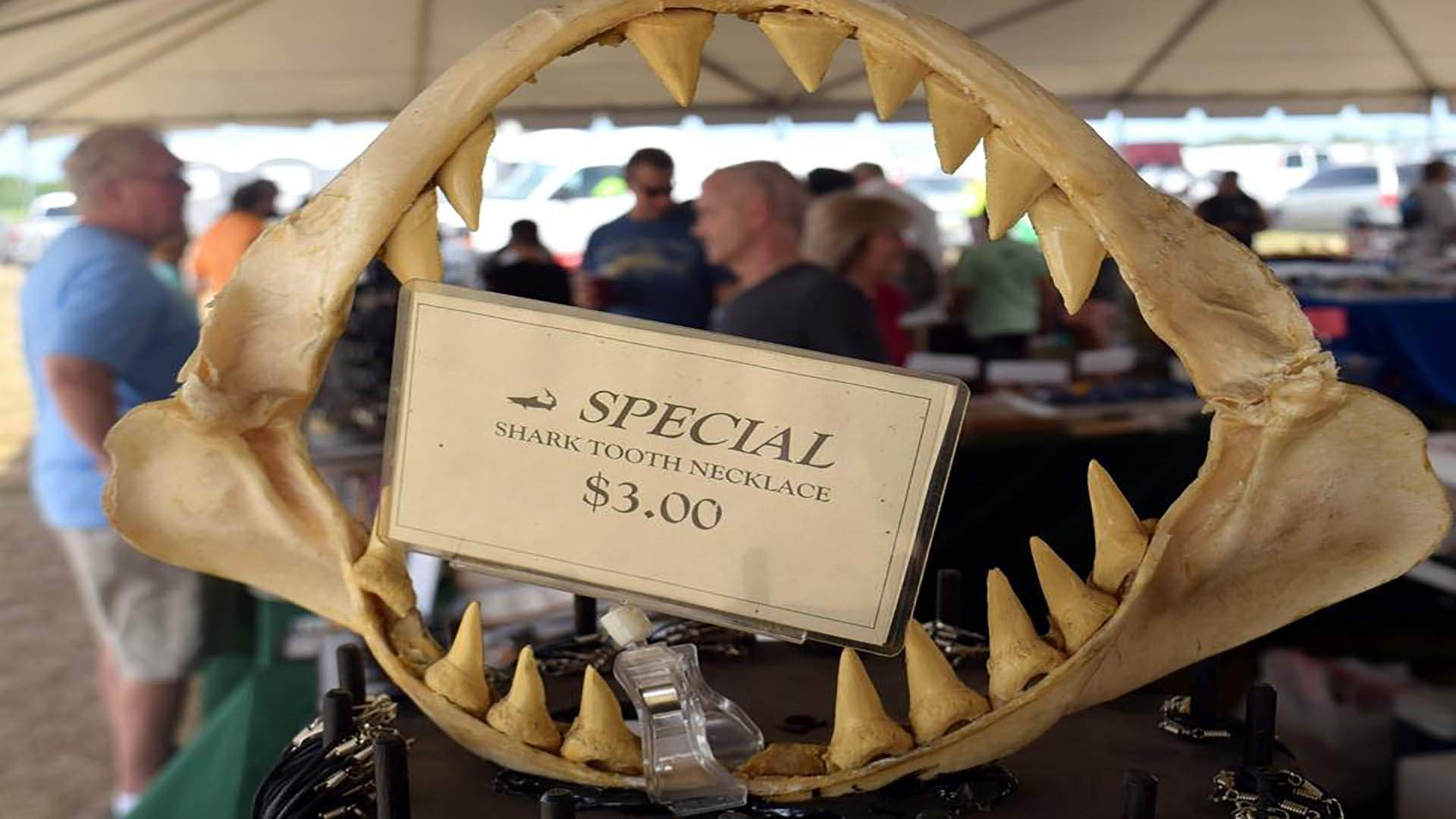 Shark’s Tooth Festival * Venice Traum Urlaub Florida