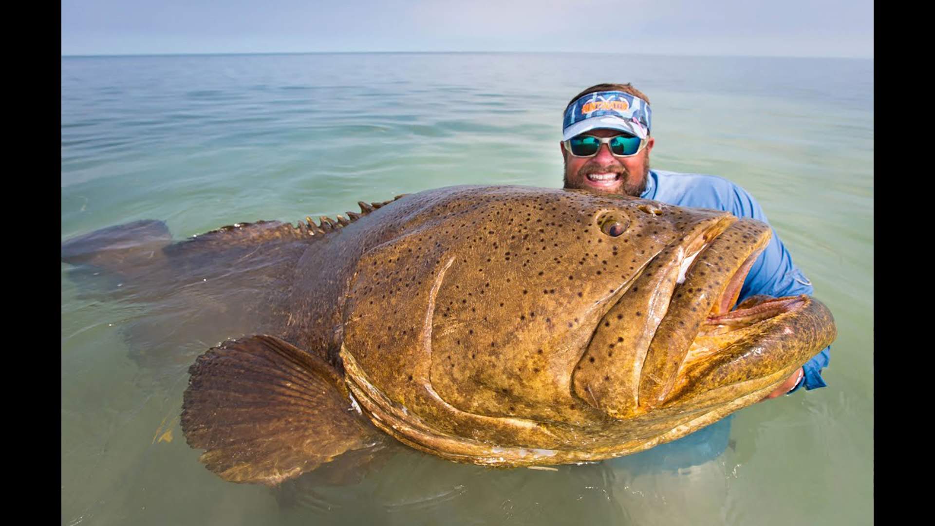 Was ist ein Goliath Grouper Riessen Zackenbarsch| Traum Urlaub Florida